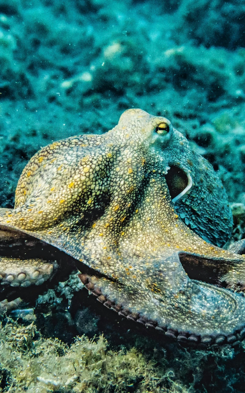 AI 如何改變付費媒體